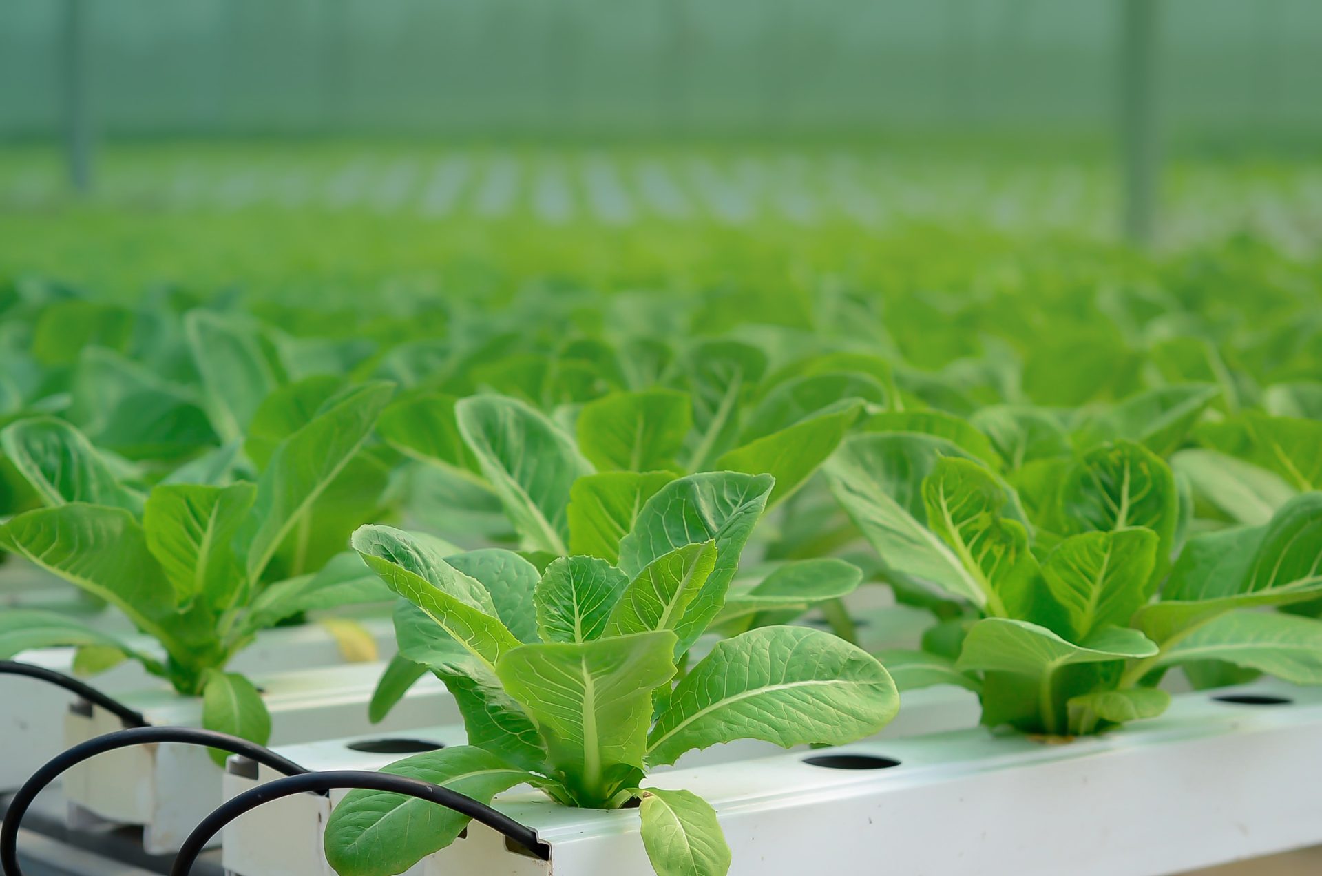 CEA Advisors offers expert insight, consulting, and advice for innovative indoor farming projects.