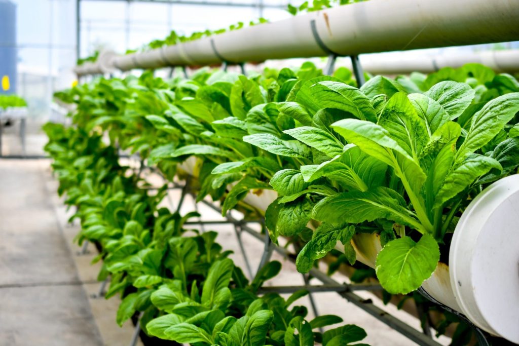 At CEA Advisors, we're not just CEA consultants; we're an extension of your team that guides you towards achieving your indoor farming goals.